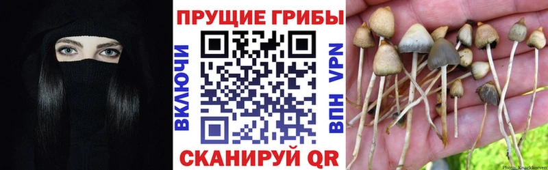купить наркоту  Воскресенск  Псилоцибиновые грибы мицелий 